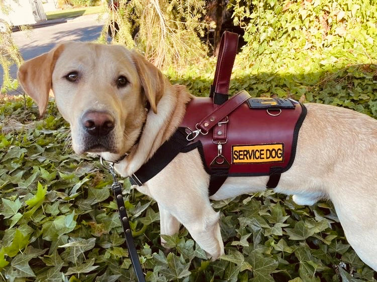 Dog Harness Are Harnesses Bad For Dogs Warning: These Harnesses