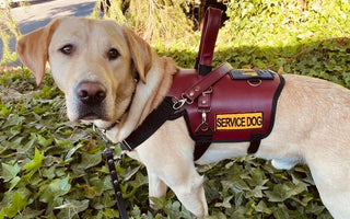 Harnesses and Joint Health: Phoenix Pack