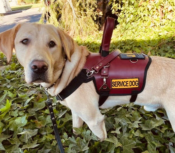 Harnesses and Joint Health: Phoenix Pack