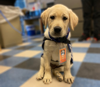 Guide Dog Foundation: Meet Shea