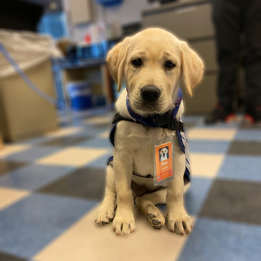 Guide Dog Foundation: Meet Shea