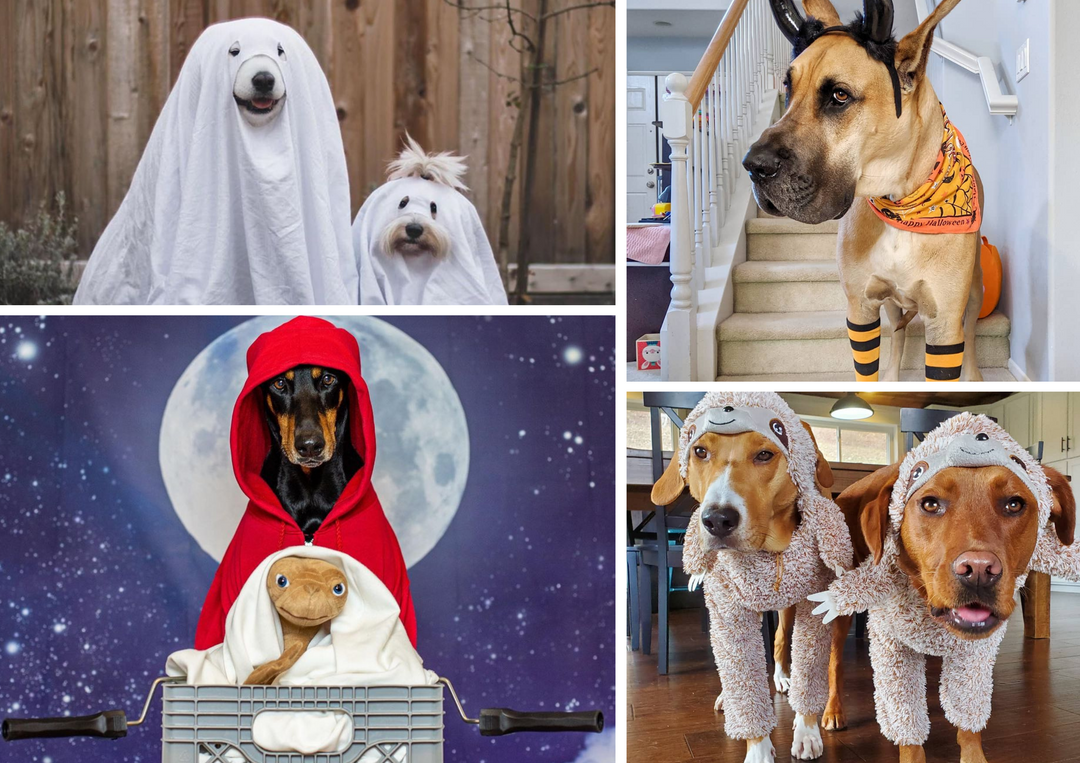 Big Barker's Halloween Costume Contest!