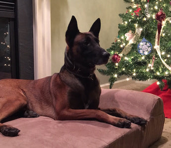 Operation K-9 Protection: Atlantic City Police Department