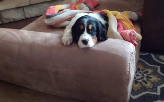 15 Puppies Enjoying Their HUGE Big Barker Beds