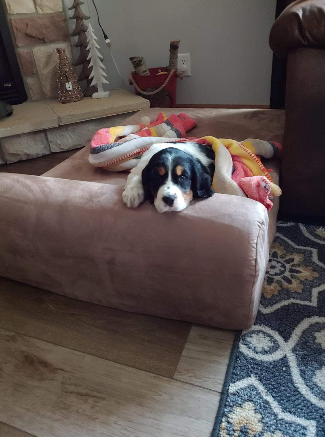 15 Puppies Enjoying Their HUGE Big Barker Beds