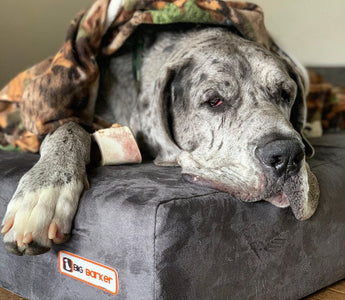 3 Surprising Facts About Great Danes