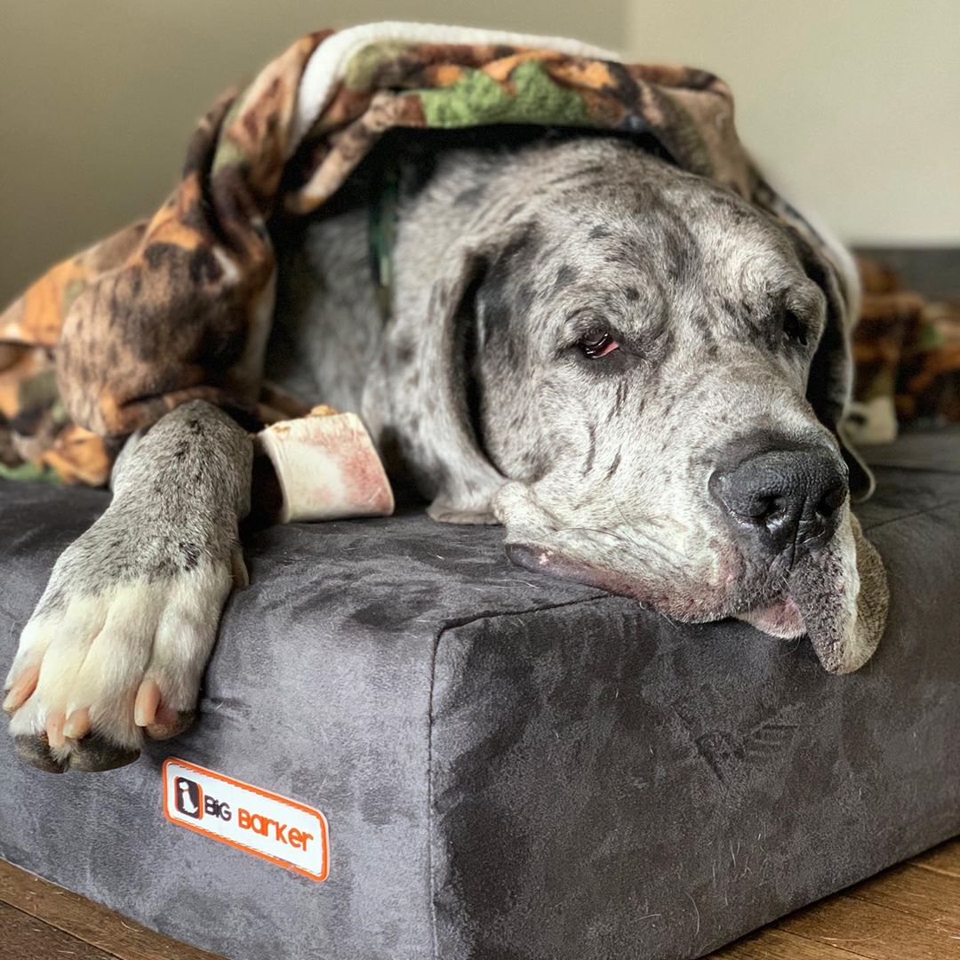 3 Surprising Facts About Great Danes
