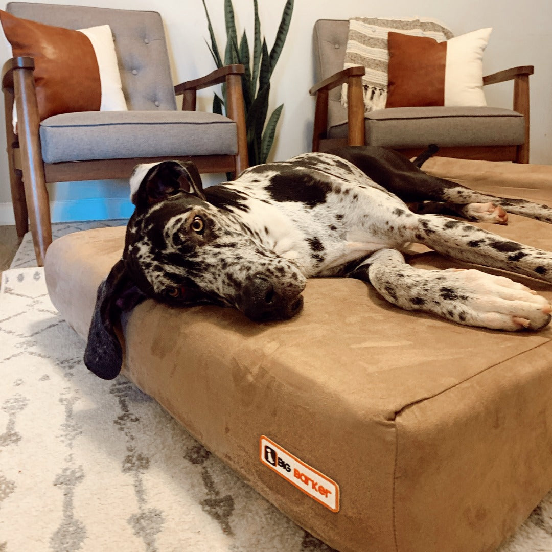 Low Impact Activities to Do with Your Dog
