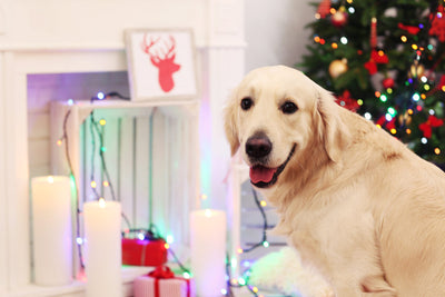 Gift Ideas For Your Dog