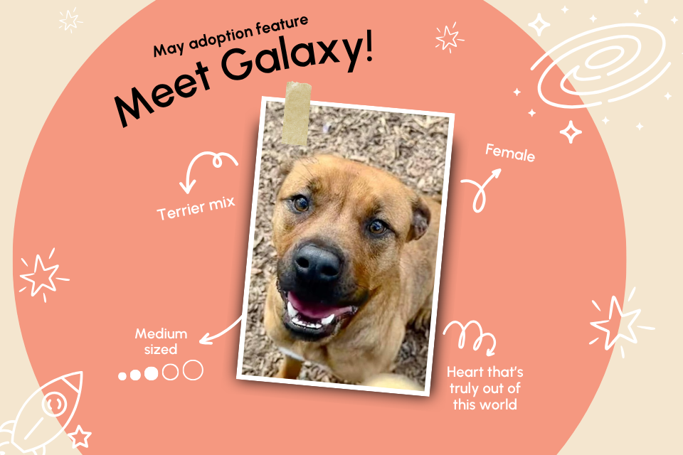 May Adoption spotlight 
