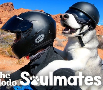 Guy And His Dog Are Visiting All 50 States On A Motorcycle