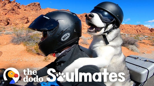 Guy And His Dog Are Visiting All 50 States On A Motorcycle