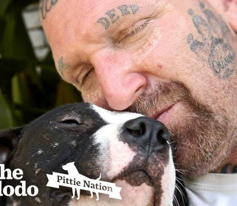 Guy Fills His Home With Pitties No One Wants