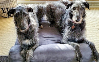Two large dogs laying on a orthopedic dog bed
