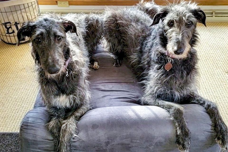 Two large dogs laying on a orthopedic dog bed