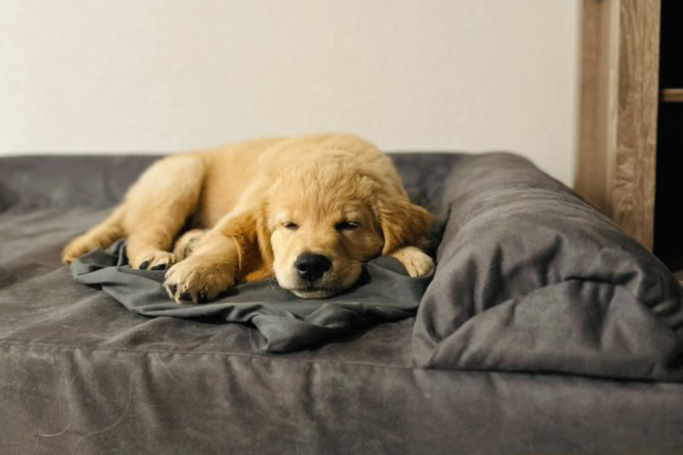 puppy laying on Barker Bed