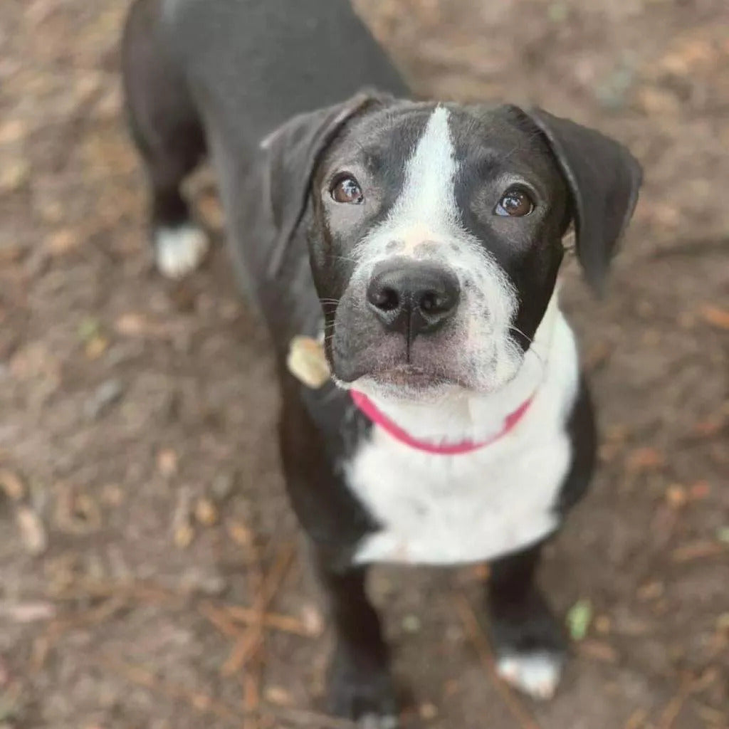 Shelter Dog Donates Blood to Save Dog in Need