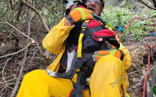 Deaf Dog is Rescued After Falling Down a 100ft Ravine