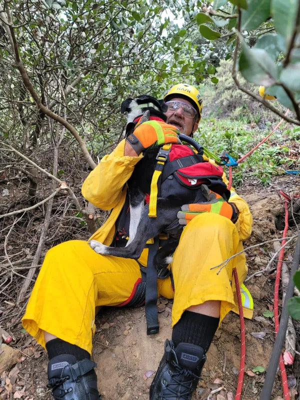 Deaf Dog is Rescued After Falling Down a 100ft Ravine