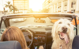 Holiday Travel Tips For Big Dog Owners