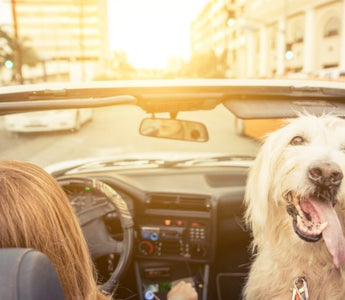 Holiday Travel Tips For Big Dog Owners