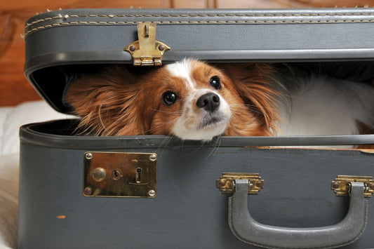 Preparing for Holiday Travel with Your Dogs