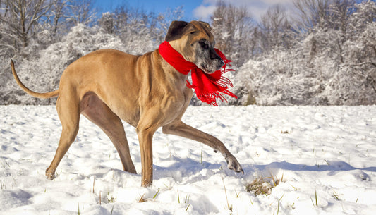 How To Alleviate Your Dog's Arthritis Pain In The Winter