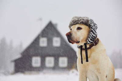 Protect Your Dog In The Winter Months