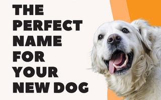How to Choose the Perfect Name for Your New Dog