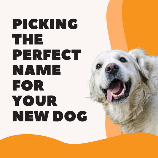 How to Choose the Perfect Name for Your New Dog
