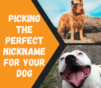 How to Pick the Perfect Nickname for Your Dog