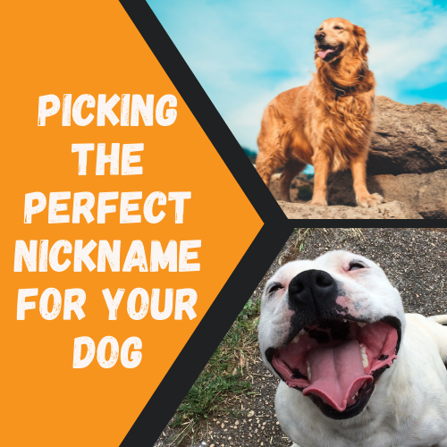 How to Pick the Perfect Nickname for Your Dog