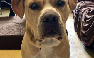 Big Barker's Teaming Up With the PSPCA to Help More Dogs Find Forever Homes