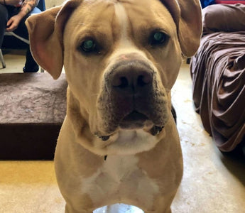 Big Barker's Teaming Up With the PSPCA to Help More Dogs Find Forever Homes