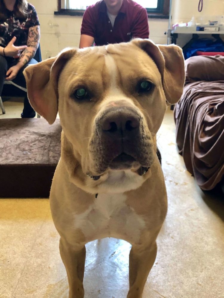 Big Barker's Teaming Up With the PSPCA to Help More Dogs Find Forever Homes