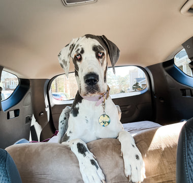 16 Questions | Bessie the Great Dane