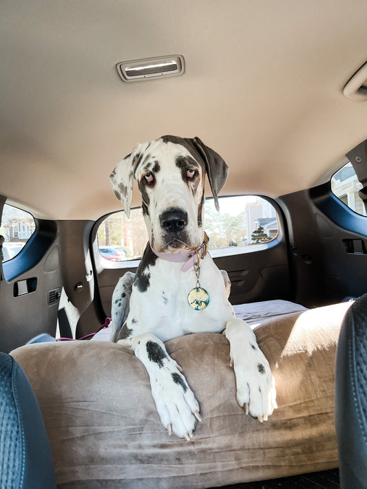 16 Questions | Bessie the Great Dane