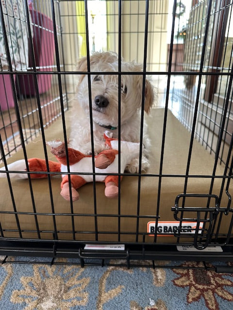 Benji's Orthopedic Journey: A Tale of Love and Recovery