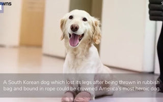 Quadruple amputee dog is America's most HEROIC canine