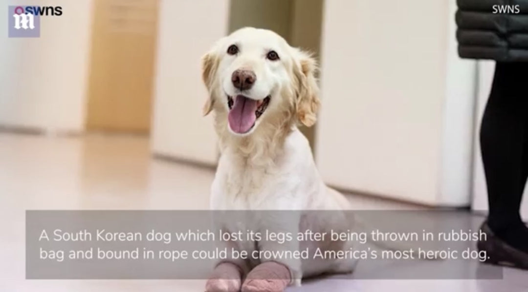 Quadruple amputee dog is America's most HEROIC canine