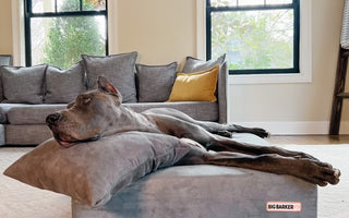 Revolutionizing Comfort: The Big Barker Upcycled Pillow Review with Me and My Great Danes