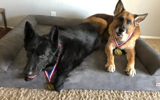 TWO Good Dog Gold Medal Winners: Kenna and Kovu