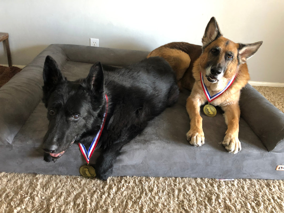 TWO Good Dog Gold Medal Winners: Kenna and Kovu