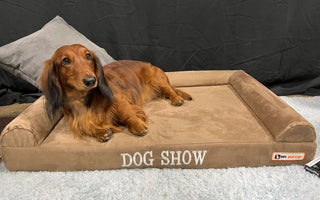 Big Barker Meets National Dog Show!