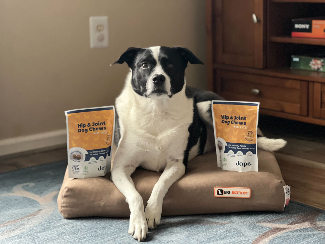 a dog sitting on a barker bed withtwo bags of jope dog chews on either side of them