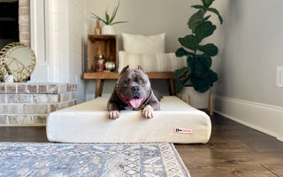 Tips for Bully Breed Owners: Ensuring a Happy and Healthy Life for Your Bully!