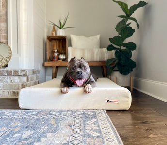 Tips for Bully Breed Owners: Ensuring a Happy and Healthy Life for Your Bully!