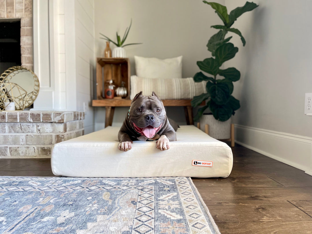 Tips for Bully Breed Owners: Ensuring a Happy and Healthy Life for Your Bully!
