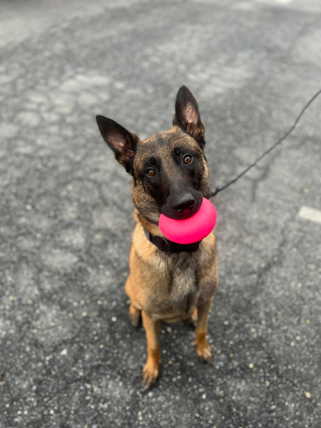 Ant Continues to do Physical Therapy!