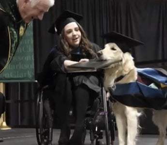 Service Dog Receives An Honorary Diploma When His Owner Gets Her Degree